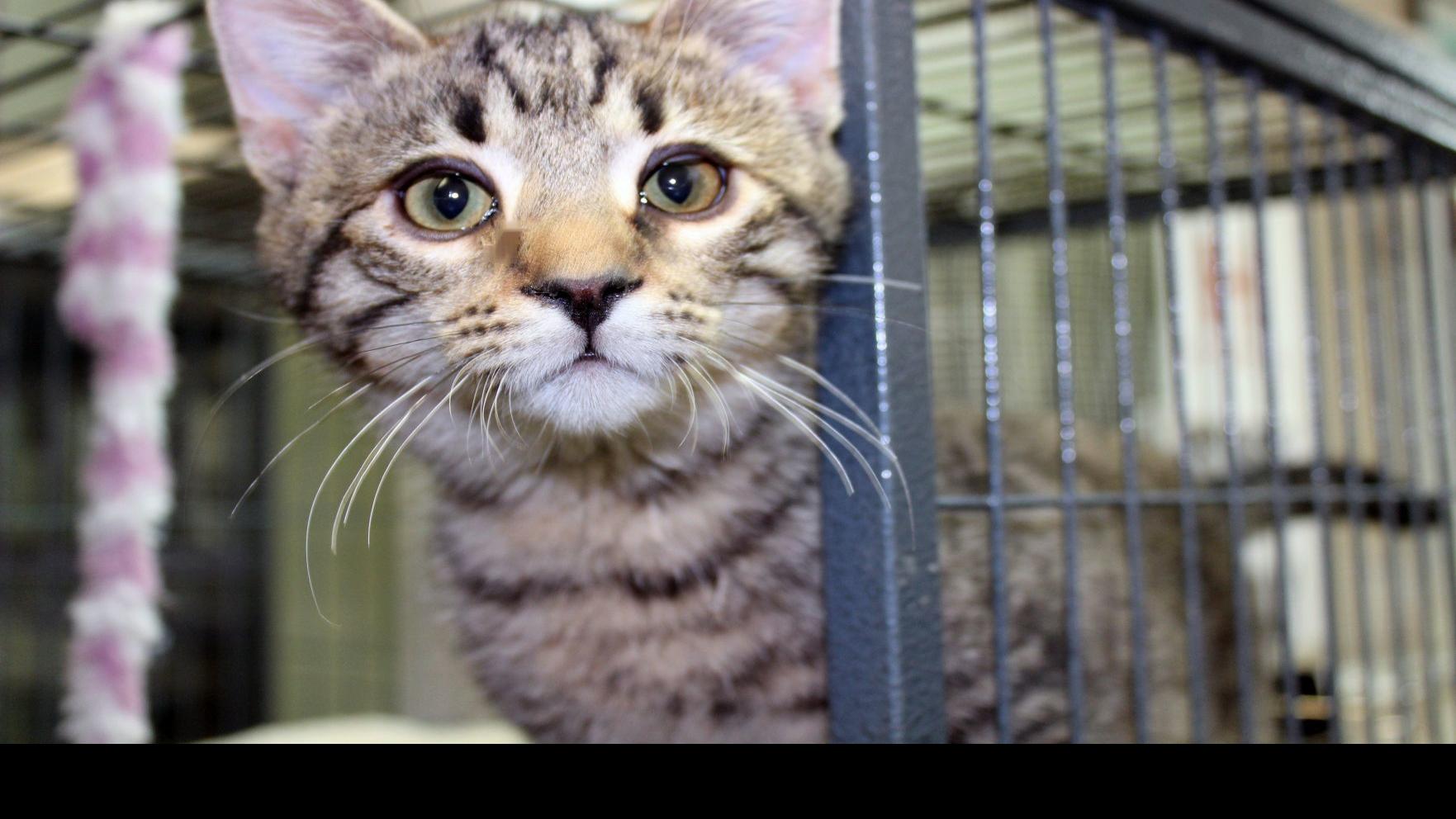 Finger Lakes Spca Kitten Chassis Looking For A Ride Home Lifestyles Auburnpub Com