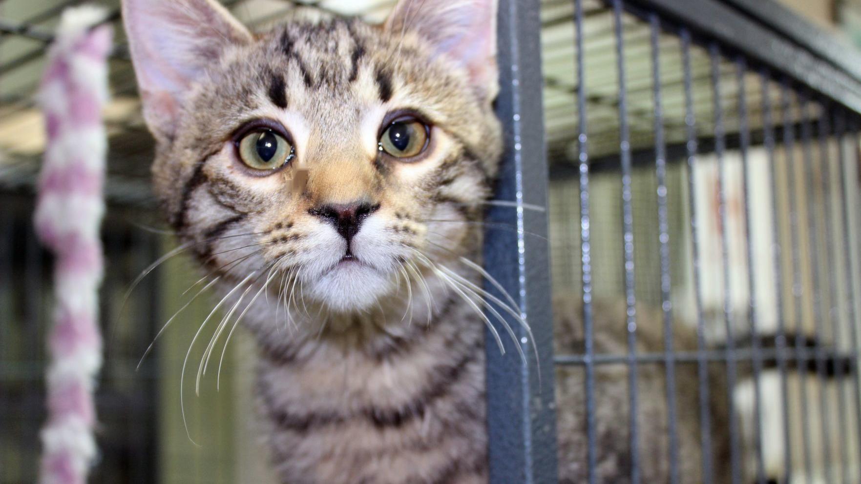 Finger Lakes Spca Kitten Chassis Looking For A Ride Home Lifestyles Auburnpub Com