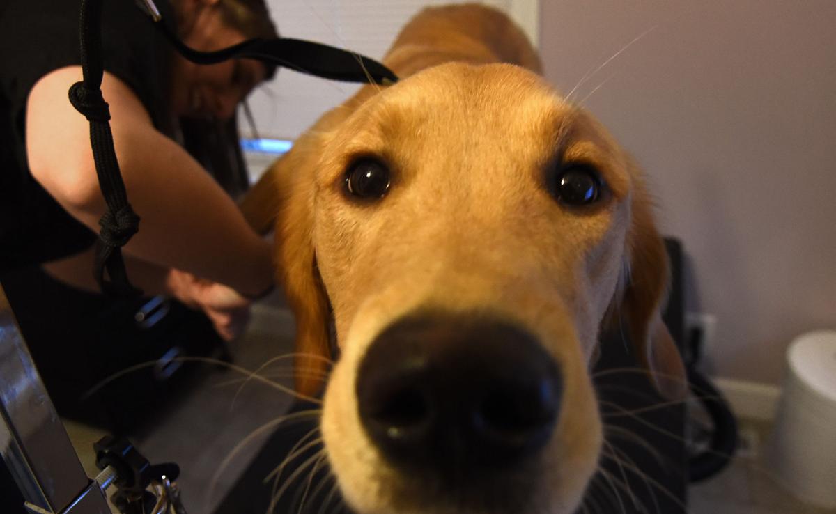 Puppy Parlour: New dog grooming business opens in Auburn | Lifestyles | auburnpub.com