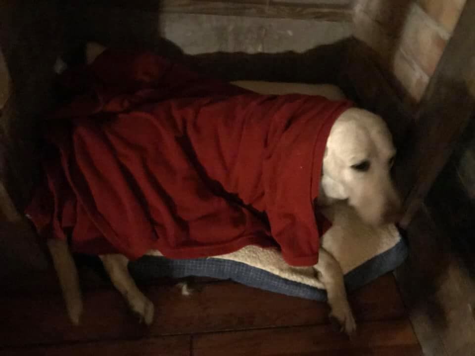 Cayuga County agencies rescue dog from near bottom of cliff Local