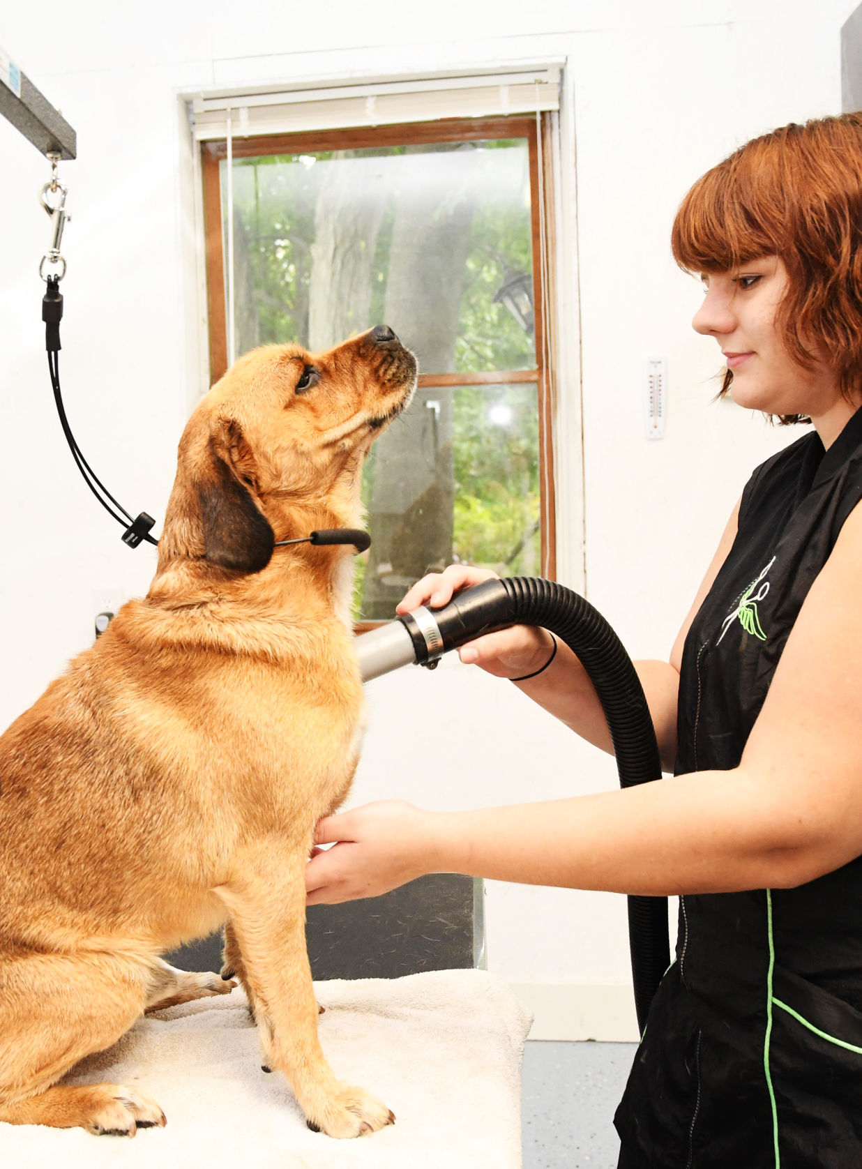 country dog grooming