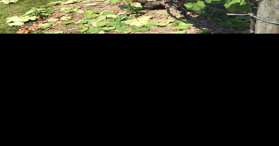 Finger Lakes Wines and Grapes Humid July brings risk of mildew