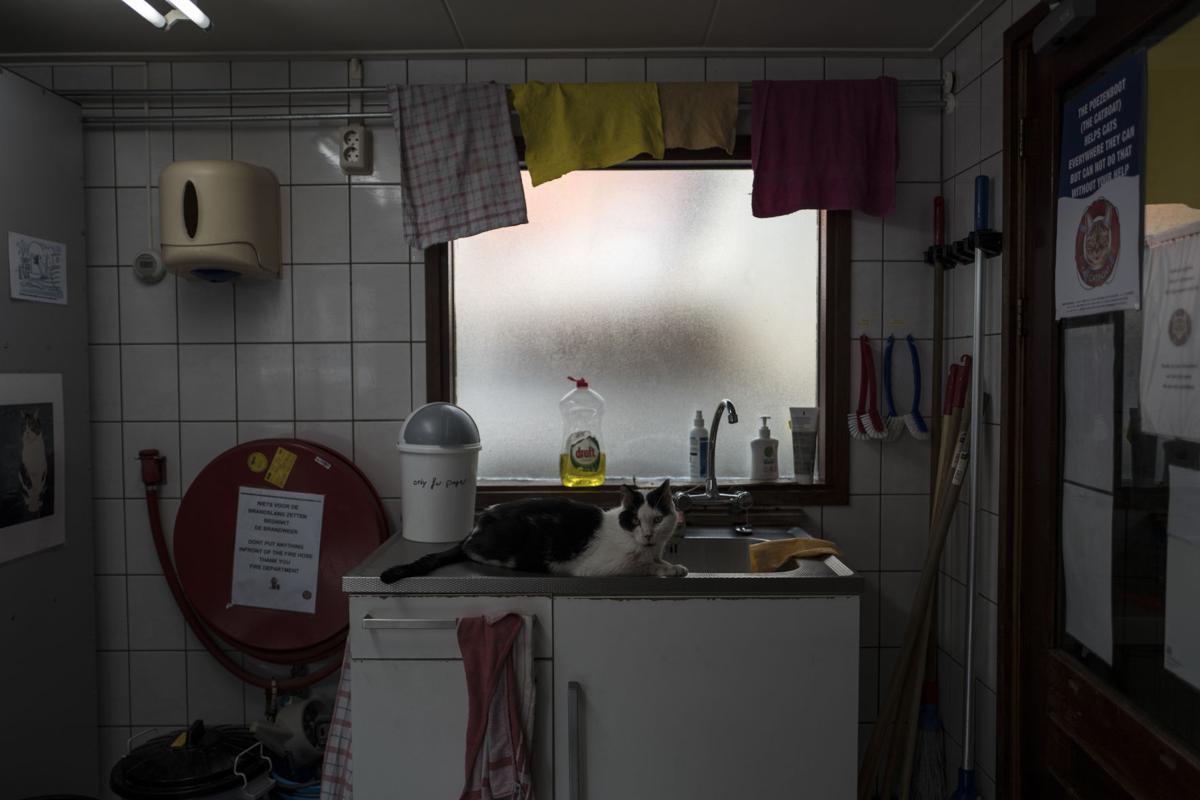 Photos Stray Cats Find A Home On An Amsterdam Houseboat World
