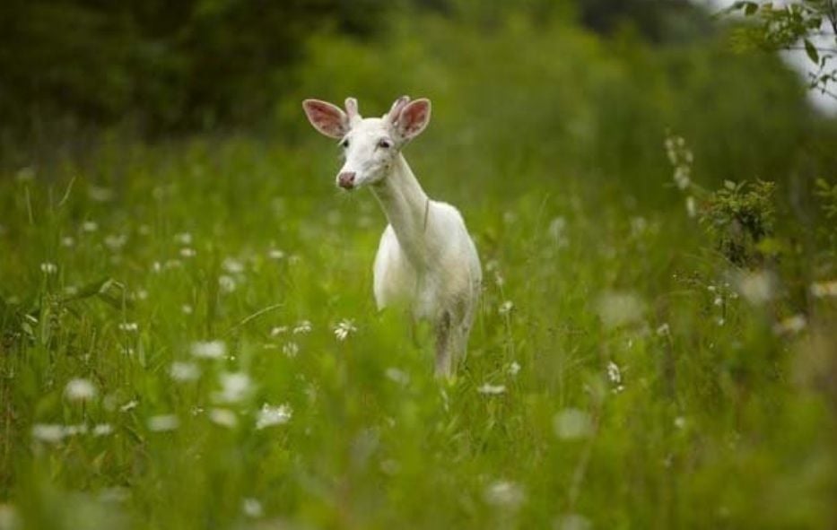 Seneca County's Deer Haven Park partners with ecologist to save rare