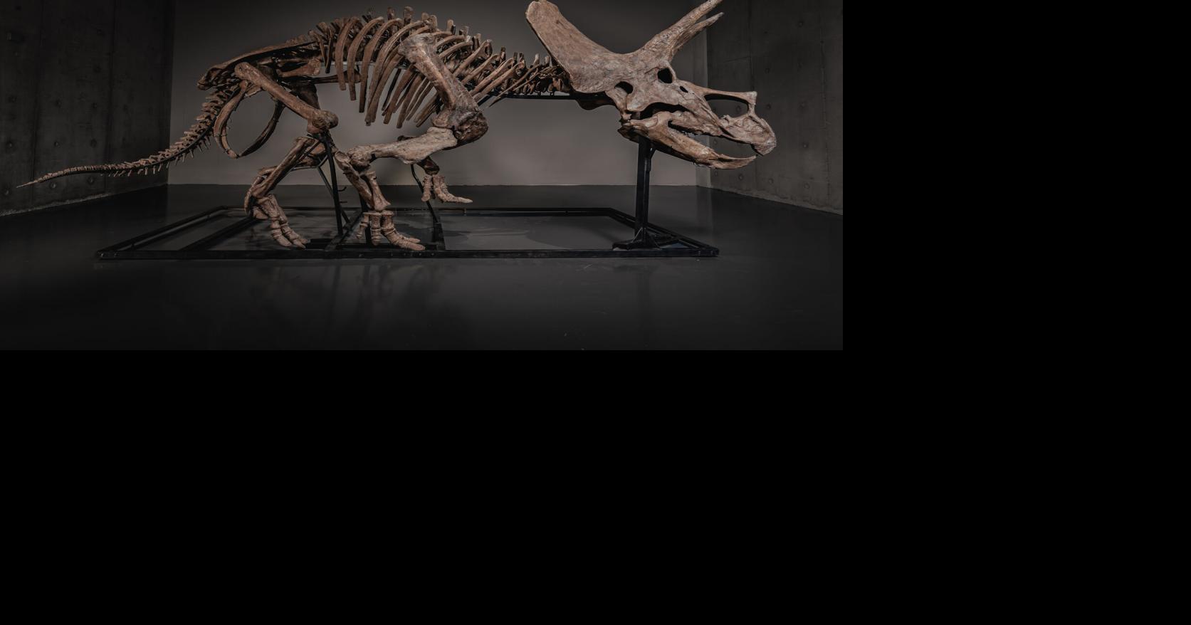 Triceratops skeleton 'Trey' to hit the auction block as dinosaur market soars
