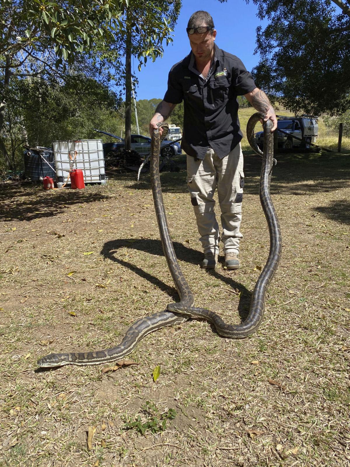 2 Pythons Weighing 100 Pounds Collapse Ceiling In Australia National News Auburnpub Com