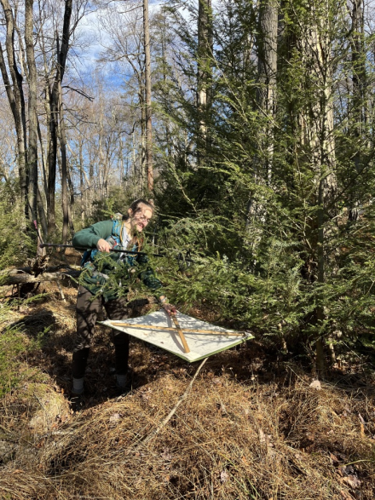 DEC, OPRHP, and New York State Hemlock Initiative Announce Major Milestone in Hemlock Woolly Adelgid Biological Control