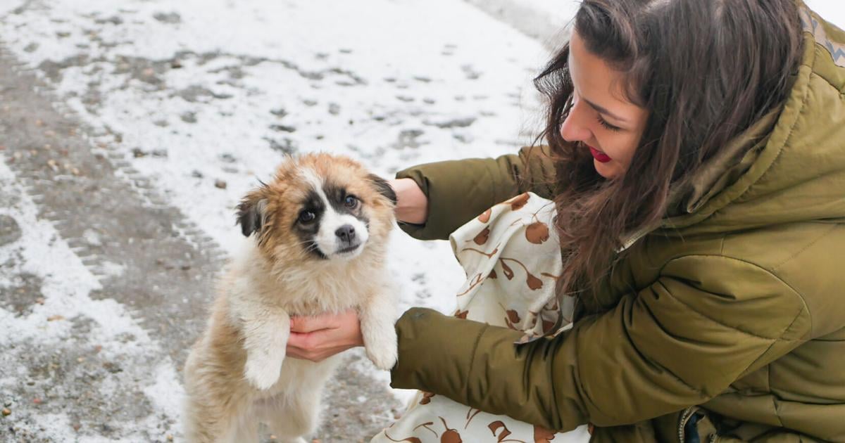 Maurillo: Strategies for retaining pets healthful in winter | Life Maurillo: Strategies for retaining pets healthful in winter | Life