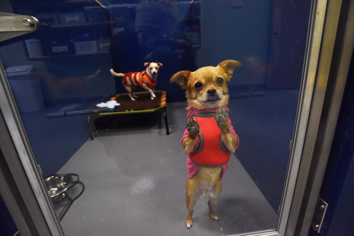 Beach Themed Phoebe S K9 Resort In Seneca Falls Is The Dog S Bark
