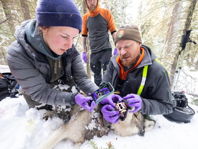 Wolf researcher