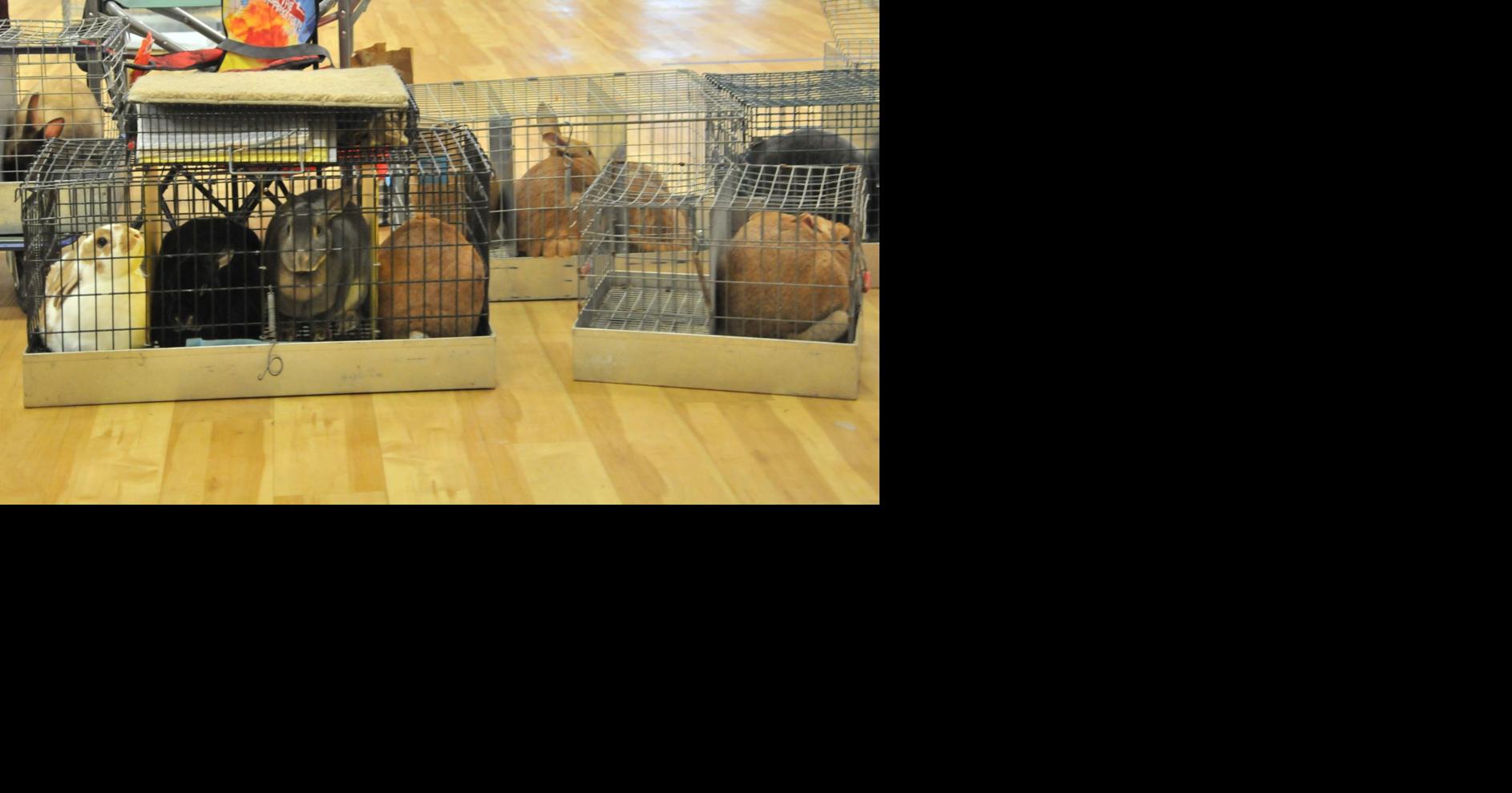 Contagious fatal disease affecting rabbits confirmed in upstate New York