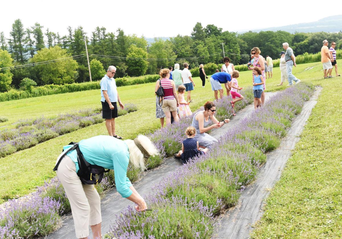 Lavender Festival Skaneateles 2022