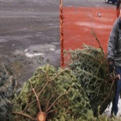A Green Exchange Residents Trade Christmas Trees For Saplings In