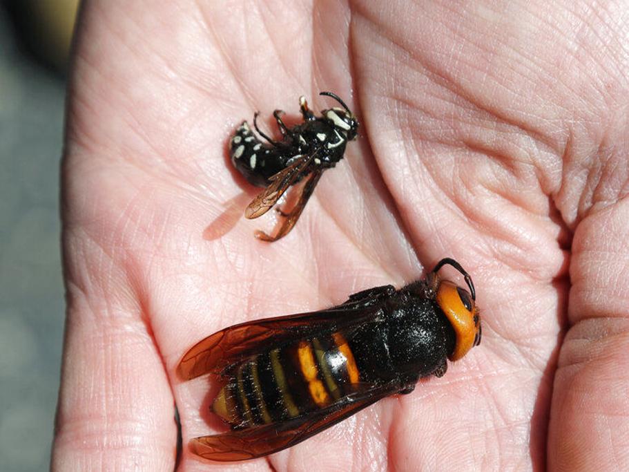 Eco Talk About The Asian Giant Hornet Lifestyles Auburnpub Com
