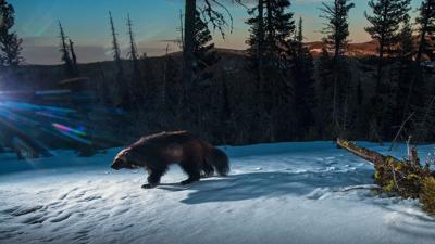 The Endangered Species Act turns 50: A look at the past, present and future of the law