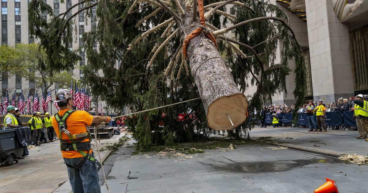 Holiday arrival: Rockefeller tree ushers in Christmas season