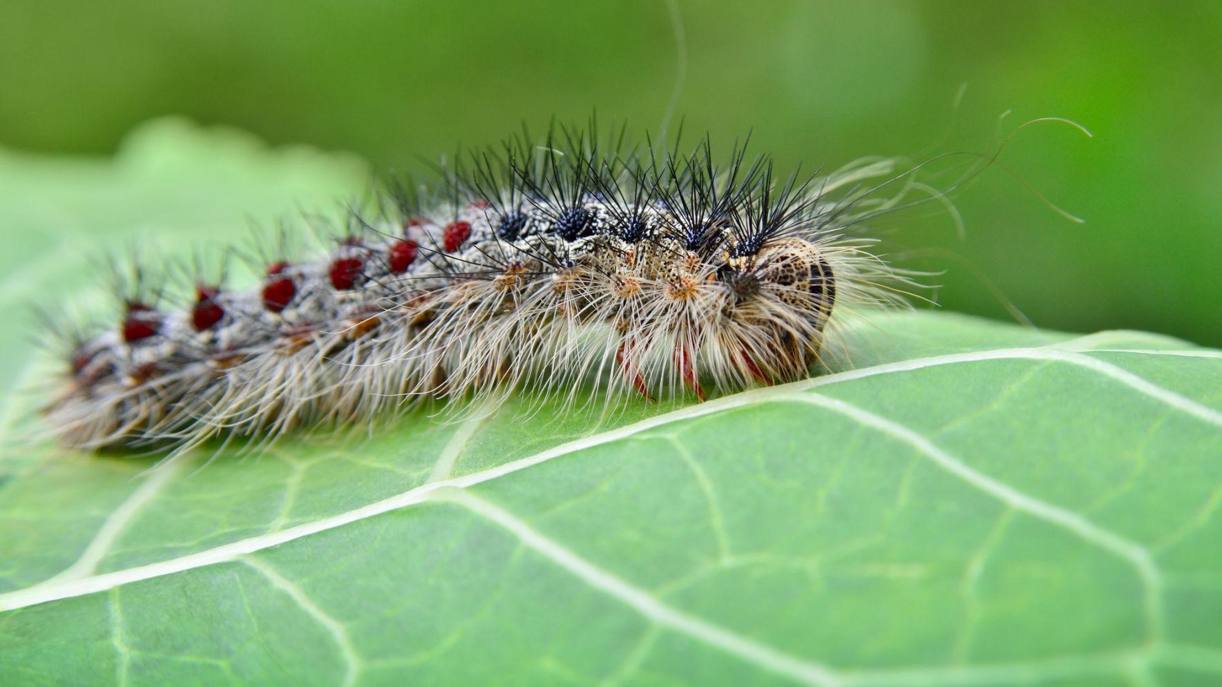 Eco Talk: Identifying and controlling the destructive gypsy moth - Vimarsana News