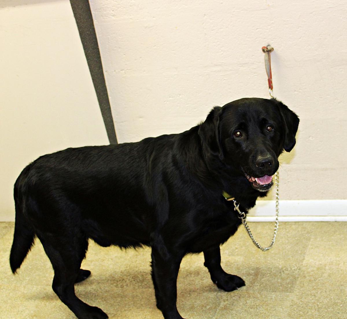 Finger Lakes Spca British Or Not Lab Ben Is A Sweet Boy