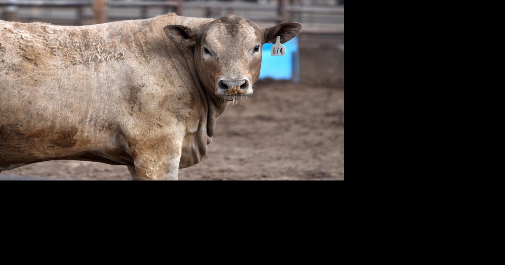 TYSON FOODS-BEEF/PLANT-CLOSURES