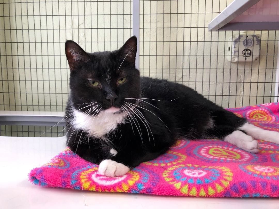 Finger Lakes SPCA Cat Bruce is more friendly than bossy