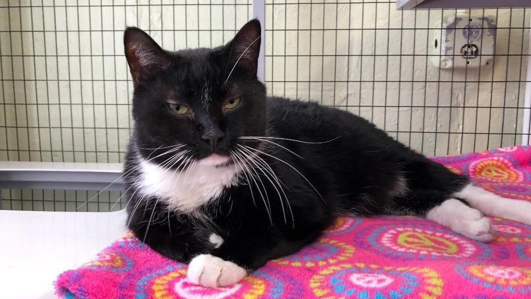 Finger Lakes SPCA: Cat Bruce is extra pleasant than bossy | Life