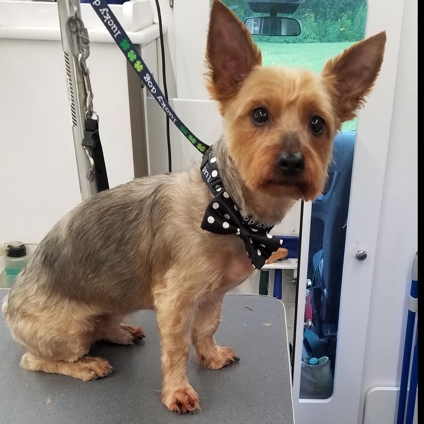 Finger Lakes Spca Yorkie Mix Scottie Will Beam Up Your Heart Lifestyles Auburnpub Com