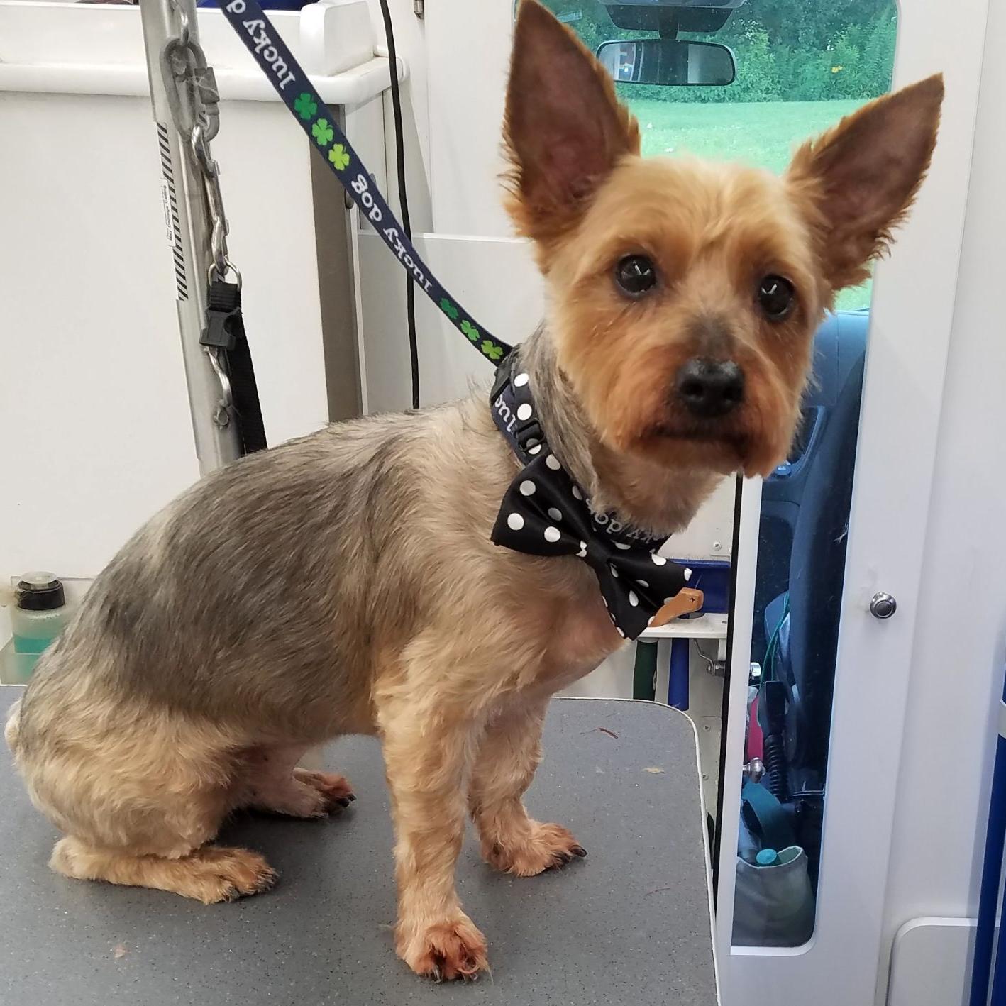 Finger Lakes Spca Yorkie Mix Scottie Will Beam Up Your Heart Lifestyles Auburnpub Com
