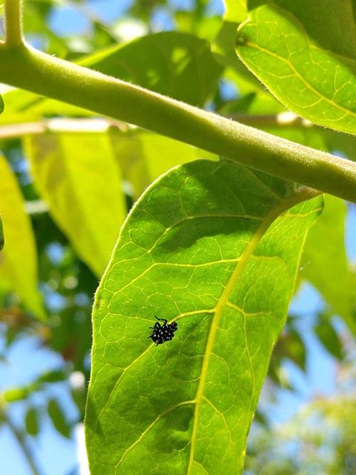 Spotted lanternfly nymph
