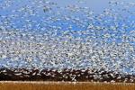 New York state agencies turning out the lights to help protect migrating birds