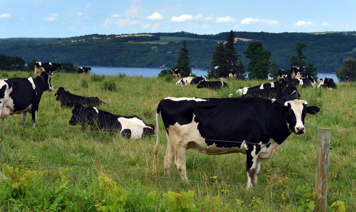 Owasco Lake Cows 3.JPG