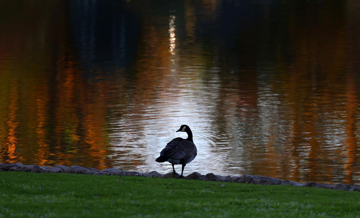 Goose aura