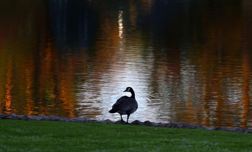 Goose aura