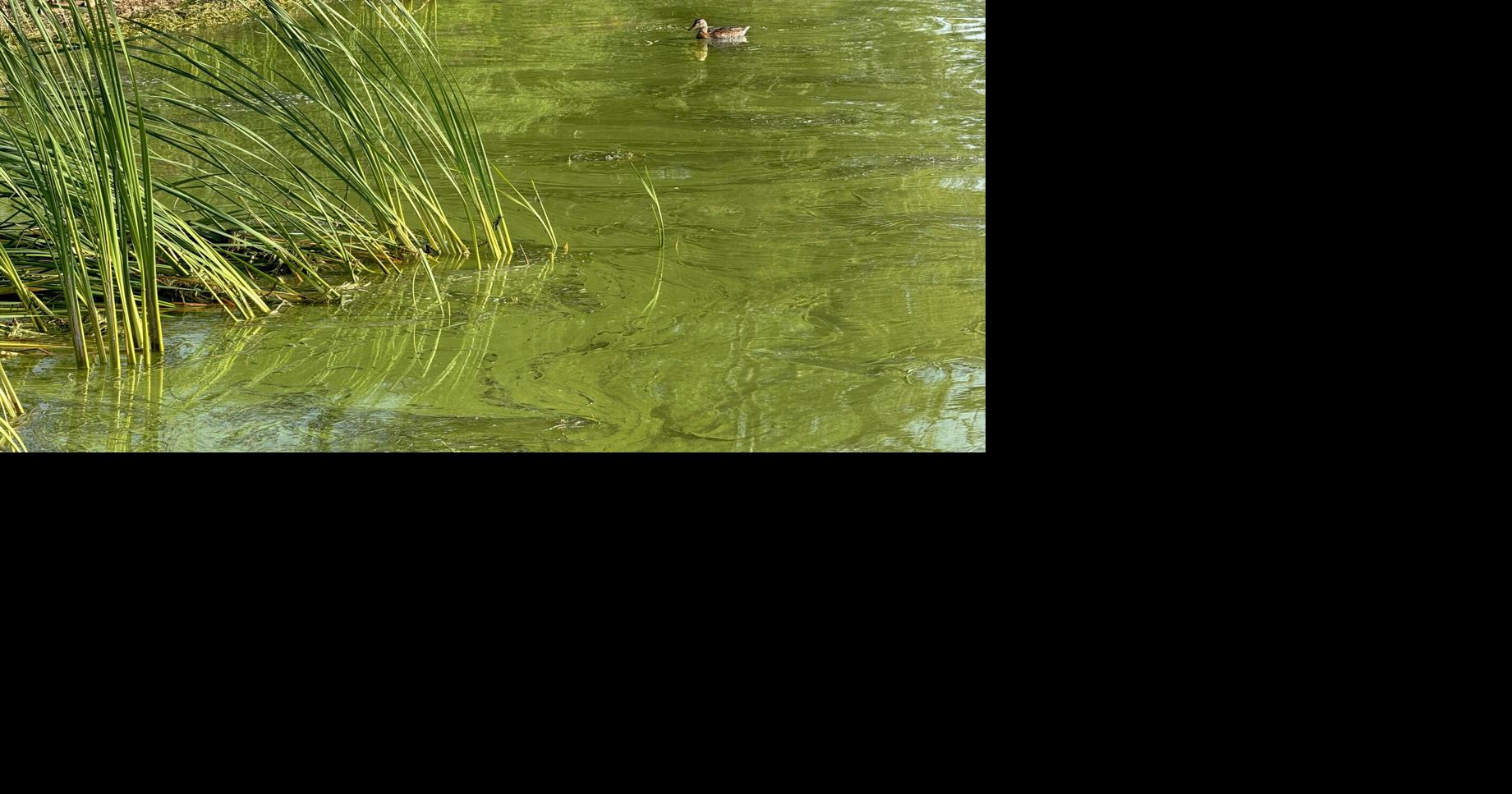 Harmful algal blooms confirmed on Cayuga Lake