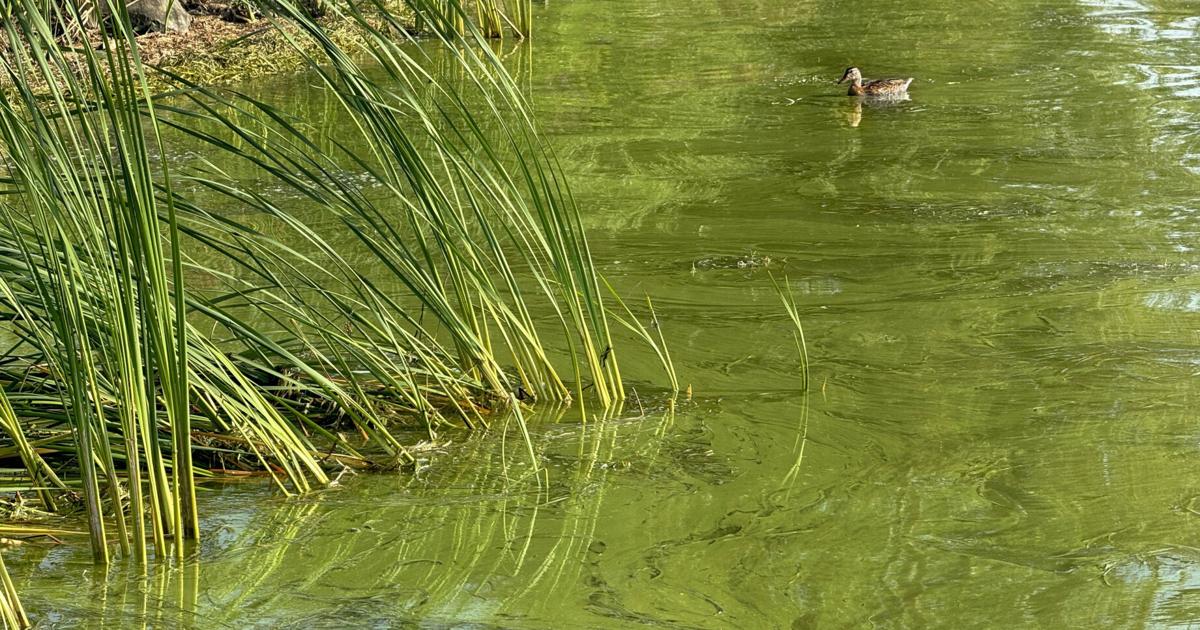 Harmful algal blooms confirmed on Cayuga Lake