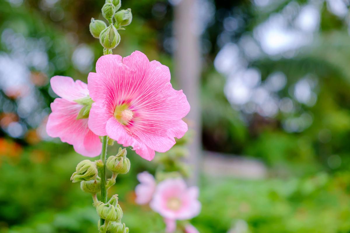 Rose of Sharon