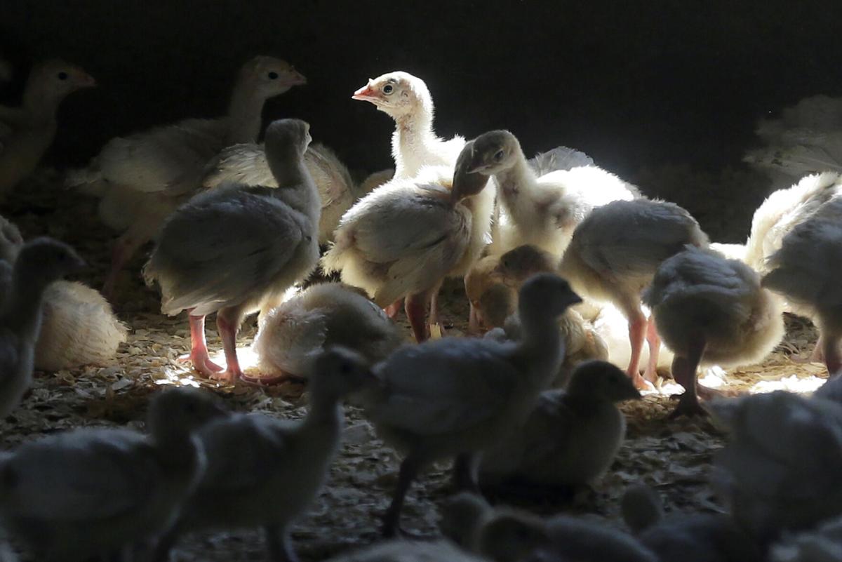 Avian flu detected in wild birds in Cayuga, other NY counties