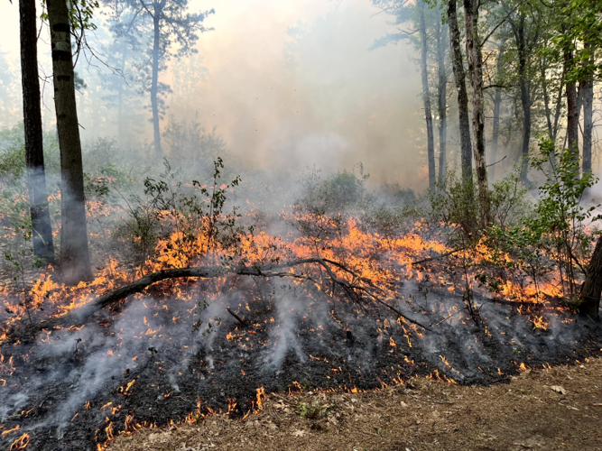DEC Forest Rangers – Week in Review