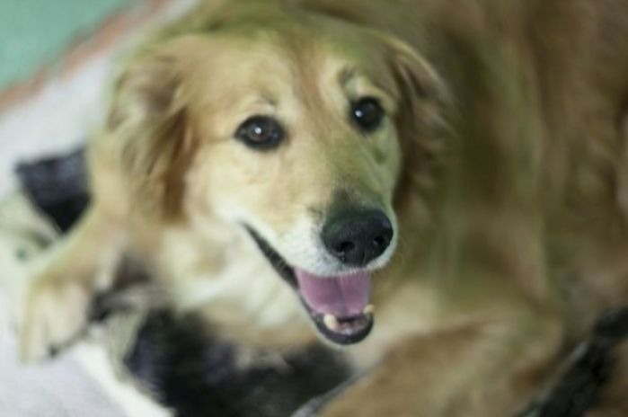 spca golden retriever