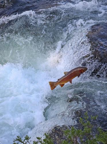 Leap of faith