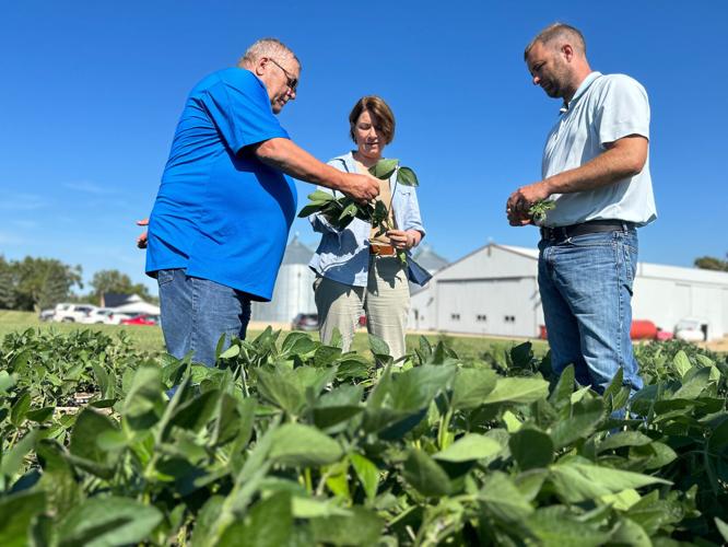 Minnesota Soybean Growers Association Director Bob Worth (left) shows Sen. Amy Klobuchar (middle) how his soybean crop is progressing during a July 2023 visit to his family farm in Lake Benton, Minn.