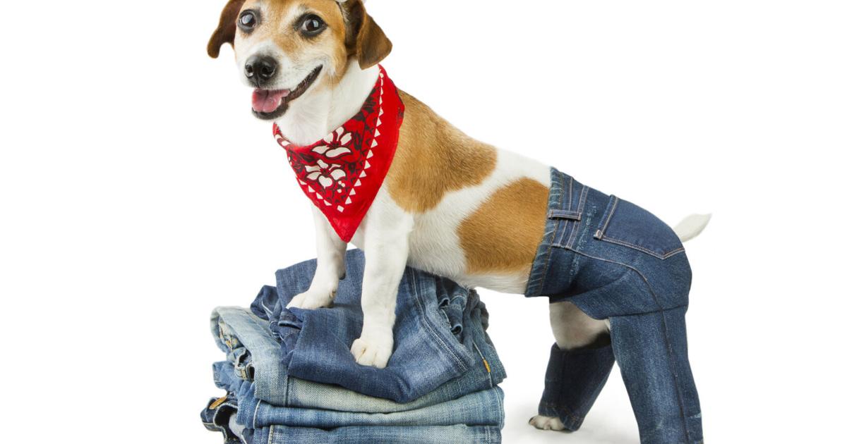 City of Auburn: Letter about pet pants law is fake | Local News | Auburn, NY | Auburnpub.com