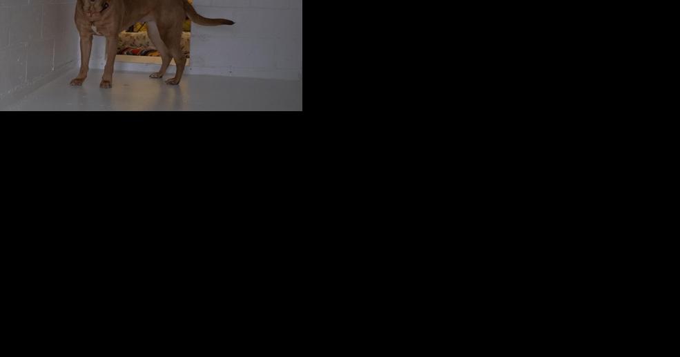 Finger Lakes SPCA: An un-Bailey-vably lovable dog - Vimarsana News
