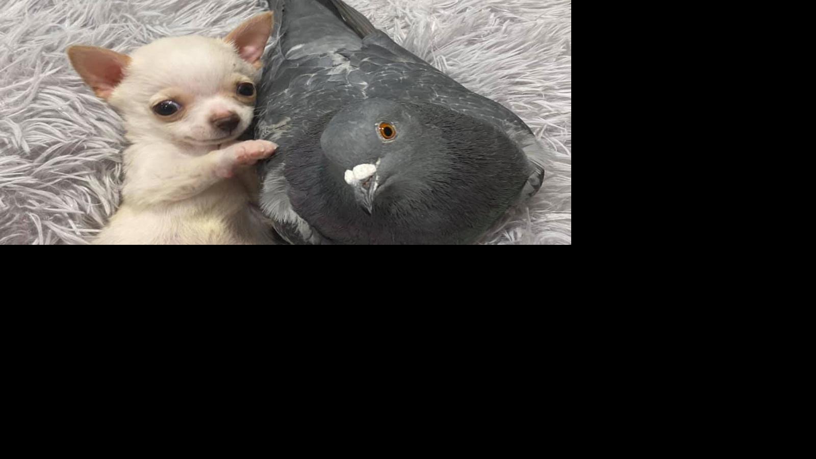 Pigeon that can't fly befriends puppy that can't walk in New York