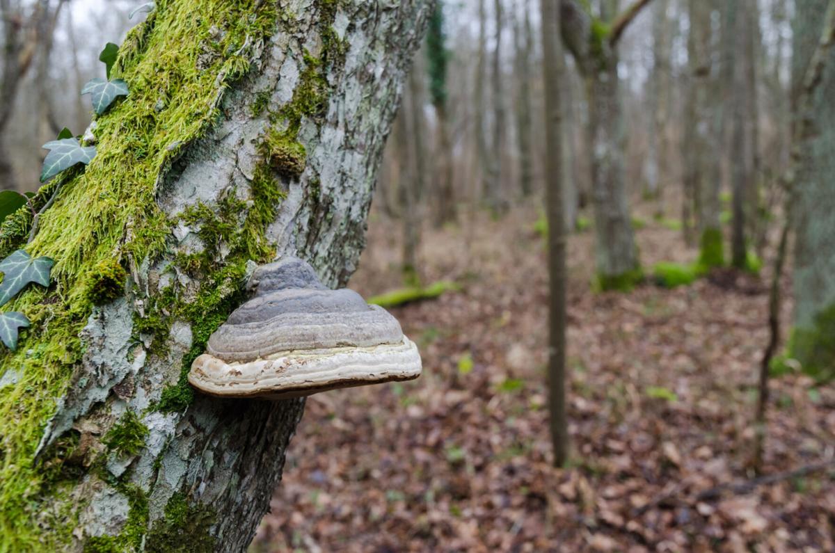 Tinder fungus growing on a mossy tree trunk