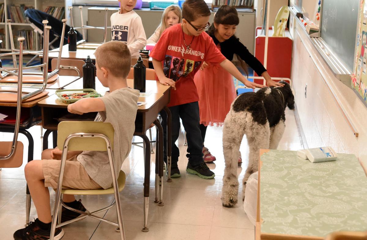 Archer therapy dog 9