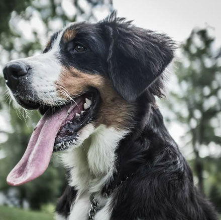 Pup Nup: Women arrange dog wedding to support Auburn SPCA