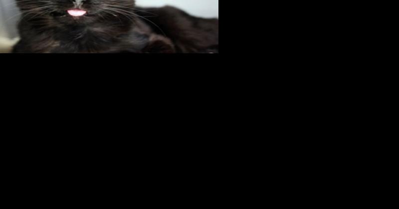 Finger Lakes SPCA: Bonnie the cat, and the importance of helping animals - Vimarsana News