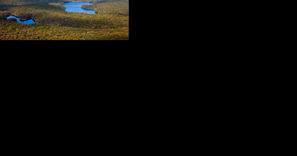 Eco Talk: Appreciating New York's woodlands - Vimarsana News