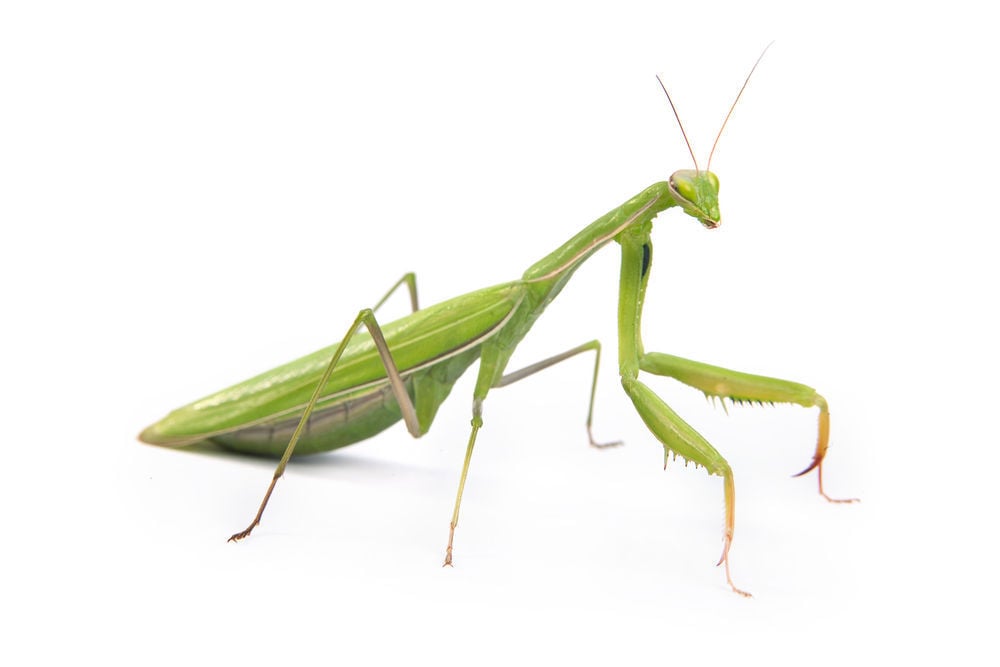 Eco Talk: The curiosity that is the praying mantis