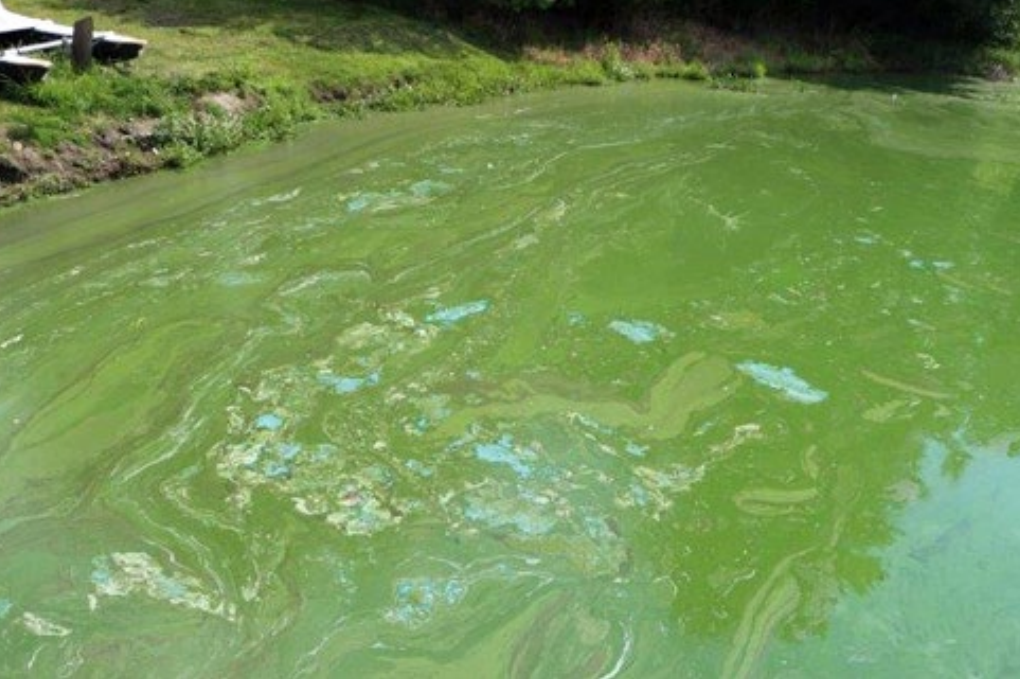 Harmful algal blooms confirmed on two Cayuga County lakes